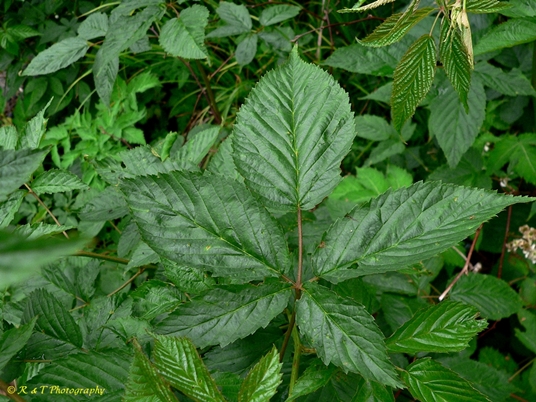 {Rubus canadensis}